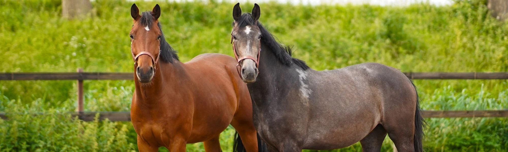 Twee paarden in de wei
