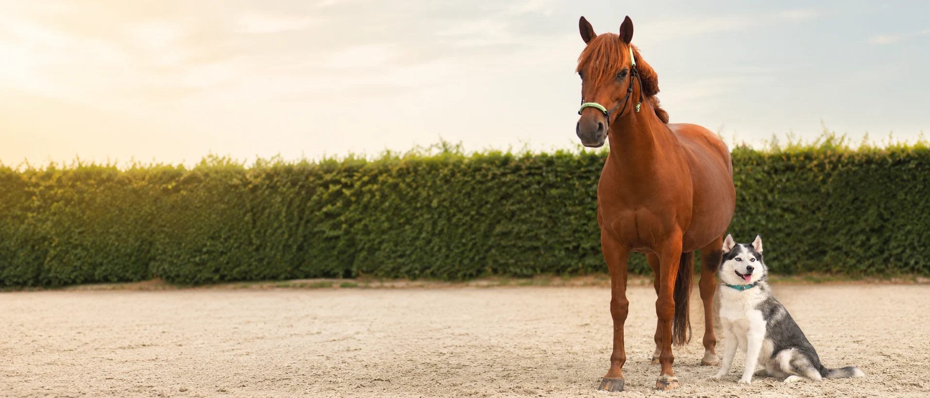 Een paard en een husky naast elkaar op de rijbaan