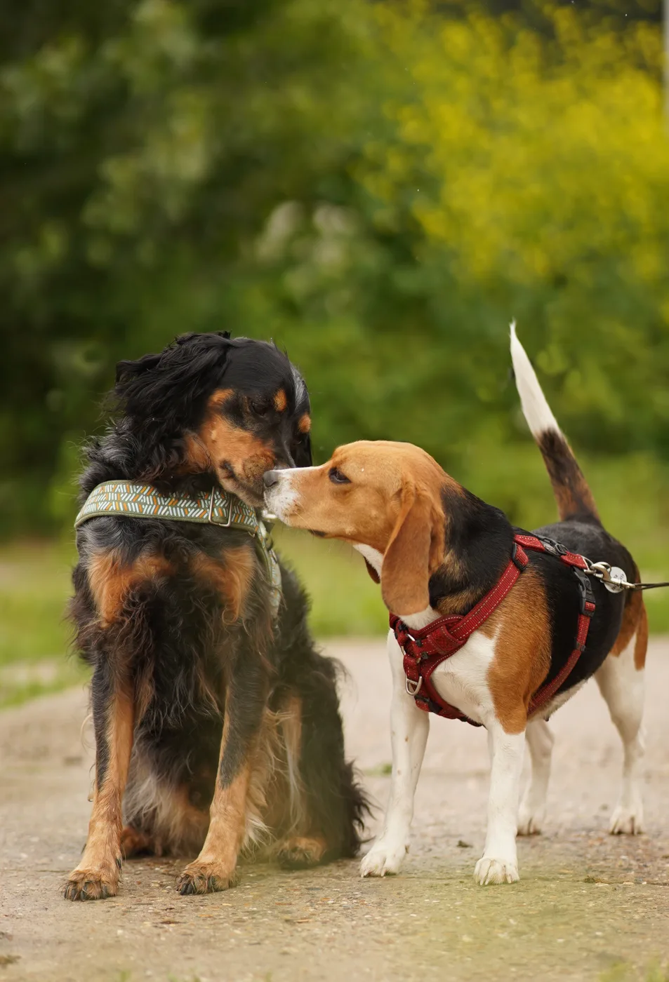Twee honden die elkaar besnuffelen